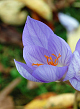 X 100 CROCUS SATIVUS 8/9