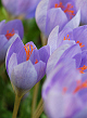 X 100 CROCUS SPECIOSUS SSP 5/+