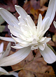 X   10 COLCHICUM AUTUMNALE ALBOPLENUM 13/+
