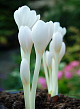 X   10 COLCHICUM AUTUMNALE ALBUM 13/+