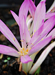 X   10 COLCHICUM CILICICUM 20/+
