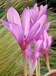 X   10 COLCHICUM GIANT 24/+