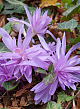 X 10 COLCHICUM WATERLILY 16/+