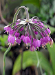 X 100 ALLIUM CERNUUM I