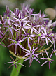 X   25 ALLIUM CHRISTOPHII 14/+