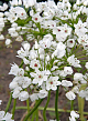 X 100 ALLIUM COWANII 5/+