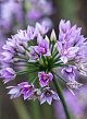 X 100 ALLIUM EROS 5/+