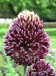 X   25 ALLIUM FORELOCK 14/+