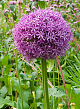 X   25 ALLIUM GLOBEMASTER 20/+