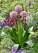 X   25 ALLIUM LUCKY BALLOONS 18/20