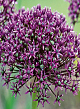 X 100 ALLIUM MIAMI 10/+