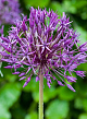 X 100 ALLIUM PURPLE RAIN 12/14