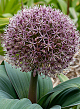 X 100 ALLIUM RED GIANT 14/16