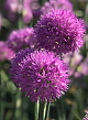 X 100 ALLIUM ROSY DREAM 6/+