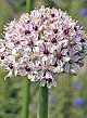 X   25 ALLIUM SILVER SPRING 10/+