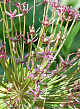 X   25 ALLIUM SPIDER 10/+