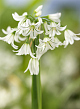 X 100 ALLIUM TRIQUETRUM 5/+