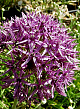 X 100 ALLIUM VIOLET BEAUTY 12/+