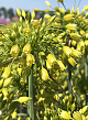 X 100 ALLIUM YELLOW FANTASY 6/+