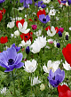 X 100 ANEMONE CORONARIA DE CAEN GEMENGD 5/6