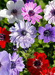X 100 ANEMONE CORONARIA ST. BRIGID GEMENGD 5/6