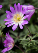 X 100 ANEMONE SPECIES BLANDA CHARMER 5/+