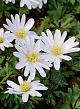 X 100 ANEMONE SPECIES BLANDA WHITE SPLENDOUR 5/7
