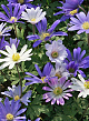 X 100 ANEMONE SPECIES BLANDA GEMENGD 5/+