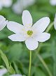 X 100 ANEMONE SPECIES NEMOROSA  I