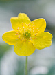 X 100 ANEMONE SPECIES RANUNCULOIDES I
