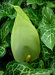 X   25 ARUM MACULATUM I