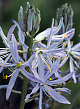 X   25 CAMASSIA CUSICKII 14/+