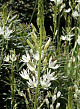 X   25 CAMASSIA LEICHTLINII ALBA 14/+