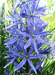 X   25 CAMASSIA LEICHTLINII CAERULEA 14/+