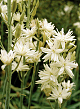 X   25 CAMASSIA LEICHTLINII SEMIPLENA 14/+