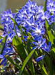 X 100 CHIONODOXA FORBESII BLUE GIANT 5/+
