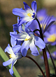 X 100 CHIONODOXA LUCILIAE 5/+