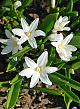 X 100 CHIONODOXA LUCILIAE ALBA 5/+