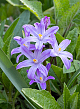 X 100 CHIONODOXA VIOLET BEAUTY 5/+
