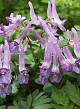 X 100 CORYDALIS SOLIDA PURPLE BIRD 6/+