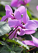 X   25 CYCLAMEN CILICIUM 13/15