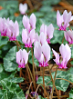 X   25 CYCLAMEN HEDERIFOLIUM (NEAP.) 13/15