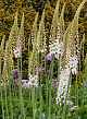 X   10 EREMURUS HIMALAICUS I