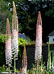 X   10 EREMURUS ROBUSTUS I