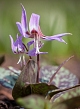 X   50 ERYTHRONIUM DENS-CANIS GEMENGD I