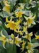 X   50 ERYTHRONIUM PAGODA I