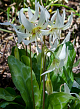 X   50 ERYTHRONIUM REVOLUTUM WHITE BEAUTY I