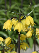 X   10 FRITILLARIA HELENA 24/+