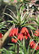 X   10 FRITILLARIA IMP. RED BEAUTY 20/+