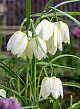 X 100 FRITILLARIA MELEAGRIS ALBA 5/+